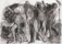 1985<br />33 x 23 inches<br />Charcoal on paper